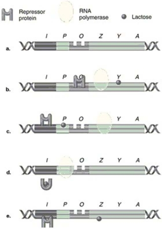 <strong>Figure 8.5 In Figure 8.5, which model of the lac operon correctly shows RNA polymerase, lactose, and repressor protein when the structural genes are being transcribed?</strong> A) a B) b C) c D) d E) e