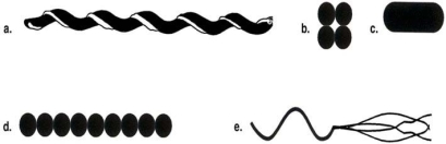 <strong>Figure 4.1 Which drawing in Figure 4.1 is streptococci?</strong> A) a B) b C) c D) d E) e