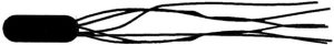 <strong>Figure 4.2 Which of the following terms best describes the cell in Figure 4.2?</strong> A) peritrichous flagella B) monotrichous flagellum C) amphitrichous flagella D) lophotrichous flagella E) axial filament