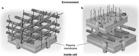 <strong>Figure 4.3 In Figure 4.3, which diagram of a cell wall possesses lipid A/endotoxin responsible for symptoms associated with infection?</strong> A) a B) b C) both a and b D) neither a nor b E) The answer cannot be determined based on the information provided.