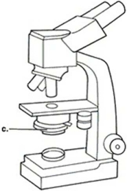 <strong>Figure 3.1 In Figure 3.1, line ʺcʺ points to the microscopeʹs</strong> A) illuminator. B) ocular lens. C) objective lens. D) condenser.