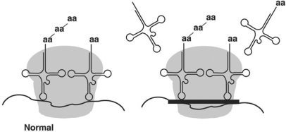 <strong>Figure 20.1 The antibiotic tetracycline binds to the 30S subunit of the ribosome, as shown by the dark black bar on the right portion of the diagram in Figure 20.1. The effect is to</strong> A) prevent peptide bond formation. B) stop the ribosome from moving along the mRNA. C) prevent transcription. D) interfere with the attachment of the tRNA to mRNA-ribosome complex. E) prevent attachment of DNA.