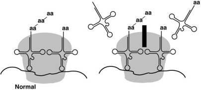 <strong>Figure 20.2 The antibiotic chloramphenicol binds to the 50S subunit of the ribosome, as shown in Figure 20.2. The effect is to</strong> A) prevent peptide bond formation in prokaryotes. B) prevent transcription in prokaryotes. C) prevent polypeptide elongation in eukaryotes. D) prevent ribosome formation in bacteria. E) prevent mRNA-ribosome binding in eukaryotes.