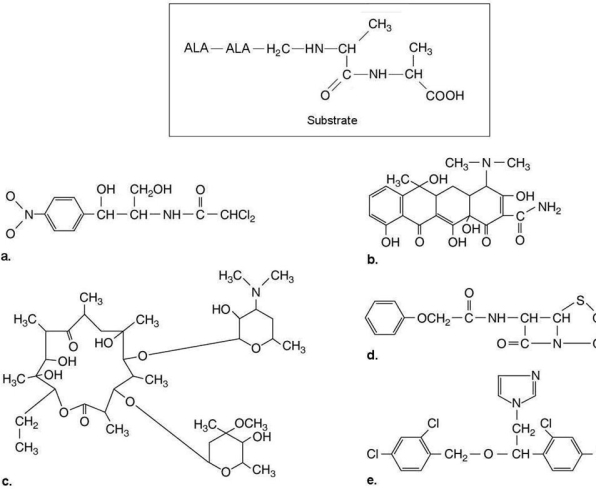 <strong>Figure 20.3 The substrate for transpeptidase used to synthesize peptidoglycan is shown in Figure 20.3. Which of the drugs shown would inhibit peptidoglycan synthesis?</strong> A) a B) b C) c D) d E) e