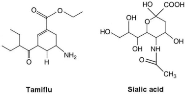 <strong>Figure 20.4 The structures of the influenza drug Tamiflu and sialic acid, the substrate for influenza virusʹs neuramidase, are shown in Figure 20.4. What is the method of action of Tamiflu?</strong> A) inhibits plasma membrane synthesis B) competitive inhibition C) inhibits synthesis of neuramidase D) inhibits cell wall synthesis E) prevents synthesis of virus spikes