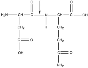 <strong>Figure 2.3 What kind of bond is at the arrow in Figure 2.3?</strong> A) ionic bond B) hydrogen bond C) double covalent bond D) peptide bond E) disulfide bridge