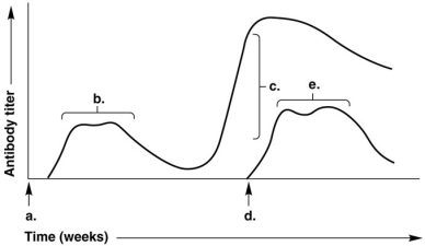 <strong>Figure 17.1 In Figure 17.1, which letter on the graph indicates the highest antibody titer during the patientʹs response to a second and distinct/different antigen?</strong> A) a B) b C) c D) d E) e