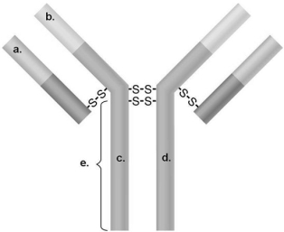 <strong>Figure 17.2 In Figure 17.2, which areas are similar for all IgG antibodies?</strong> A) a and b B) a and c C) b and c D) c and d E) b and d
