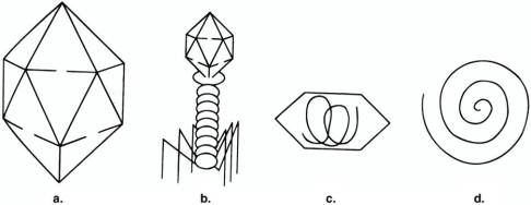 <strong>Figure 13.1 The structures illustrated in Figure 13.1 are composed of</strong> A) DNA or RNA. B) RNA. C) viroids. D) Capsomeres. E) DNA.