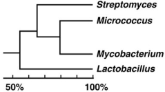 <strong>Figure 10.4 In the cladogram shown in Figure 10.4, which two organisms are most closely related?</strong> A) Streptomyces and Mycobacterium B) Streptomyces and Micrococcus C) Micrococcus and Mycobacterium D) Mycobacterium and Lactobacillus E) Streptomyces and Lactobacillus