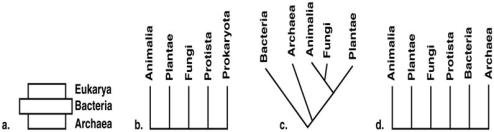 Figure 10.5 Choose one of the phylogenetic schemes in Figure 10.5 and explain why you feel it is preferable to the others.
