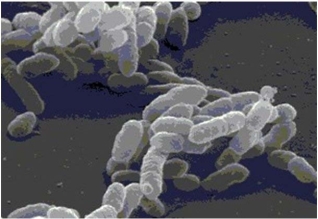 <strong>Figure 1.1 The bacterial shape of the cells in the scanning electron micrograph shown in Figure 1.1 would best be described as</strong> A) spiral. B) bacillus. C) columnar. D) ovoid. E) coccus.