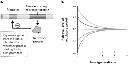 <strong>The figure below shows autoregulation and will . </strong> A) positive; reach a steady state B) positive; be zero in the absence of an activator C) negative; reach a steady state D) negative; be zero in the absence of an activator