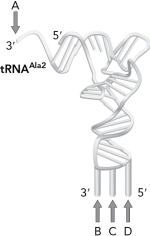 <strong>Where would an amino acid be attached to the tRNA below? </strong> A) A B) B C) C D) D