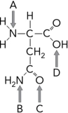 <strong>What region of the amino acid below would become covalently attached to a tRNA? </strong> A) A B) B C) C D) D