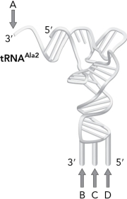 <strong>Which base location in the figure below is LEAST discriminating in the bases that it can pair with as described by the wobble hypothesis? </strong> A) A B) B C) C D) D