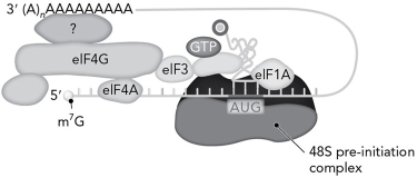 <strong>What is the identity of the protein labeled with the question mark in the eukaryotic preinitiation complex shown below? </strong> A) PABP B) eIF5B C) eIF4E D) eIF2