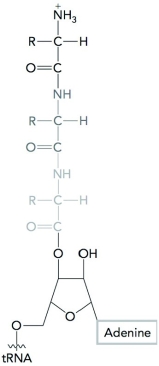 <strong>Where might the molecule shown below be located in both the prokaryotic and eukaryotic ribosome? </strong> A) A site B) E site C) 40S complex D) 70S complex
