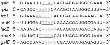 <strong>Below are examples of sequences from seven different E. coli genes. The underlined sequences are known as sequences and the bolded AUG sequences are known as the codon. </strong> A) Shine-Dalgarno; start B) Shine-Dalgarno; S C) initiation factor; start D) initiation factor; S