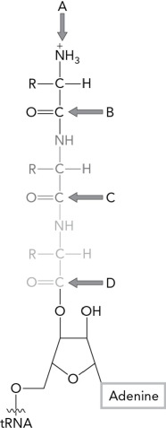 <strong>In the image below, which group will be attacked by the nucleophilic amino group of the next amino acid brought into the ribosome? </strong> A) A B) B C) C D) D