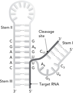<strong>The following is referred to as the ribozyme. </strong> A) stem-loop B) hairpin C) hammerhead D) cloverleaf