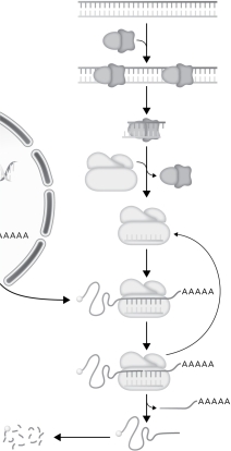 In the following RNAi scheme, label the mRNA, siRNA, RISC, dicer, and double-stranded RNA.