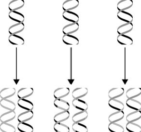 Using the figure below, identify conservative replication, dispersive replication, and semiconservative replication.