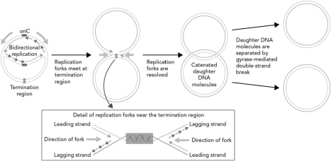 Using the figure below, explain the replication and termination of DNA synthesis in E. coli.