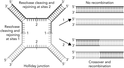 Use the following figure to distinguish between the two possible outcomes from Holliday junctions.