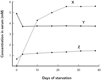 <strong>The graph below shows the relative changes in concentration of glucose, fatty acids, and ketone bodies during 40 days of starvation. Choose the answer that correctly labels the data on the graph. </strong> A) X = fatty acids; Y = glucose; Z = ketone bodies B) X = glucose; Y = fatty acids; Z = ketone bodies C) X = ketone bodies; Y = glucose; Z = fatty acids D) X = ketone bodies; Y = fatty acids; Z = glucose