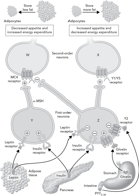 <strong>Modify the schematic below by properly labeling the four neurons (W, X, Y, and Z). </strong> A) W = orexigenic; X = anorexigenic; Y = POMC; Z = NPY/AGRP B) W = anorexigenic; X = orexigenic; Y = NPY/AGRP; Z = POMC C) W = anorexigenic; X = orexigenic; Y = POMC; Z = NPY/AGRP D) W = anorexigenic; X = orexigenic; Y = NPY/AGRP; Z = POMc