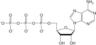 <strong>The molecule below is a precursor to the formation of which of the following second messengers? </strong> A) ADP B) cAMP C) NAD<sup>+</sup> D) PKA