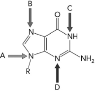 <strong>Which nitrogen originates from aspartate? </strong> A) A B) B C) C D) D