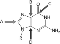 <strong>If HCO<sub>3</sub><sup>- </sup>that is radioactively labeled with <sup>13</sup>C is available, which carbon atom in the molecule below would ultimately be expected to be radioactive? </strong> A) A B) B C) C D) D