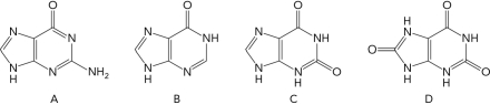 <strong>Which of the following is an intermediate in the conversion of AMP to uric acid but NOT an intermediate in the conversion of GMP to uric acid? </strong> A) A B) B C) C D) D