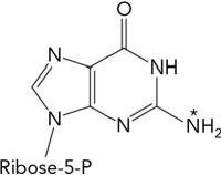 <strong>If GMP radiolabeled at the nitrogen atom indicated by the * were metabolized to uric acid, which of the following molecules along the pathway would also be radioactive? </strong> A) uric acid B) guanine C) NH<sub>4</sub><sup>+</sup> D) xanthine