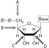 <strong>Identify the carbon atom that is attacked by Cys439 in the first step of the E. coli ribonucleotide reductase mechanism. </strong> A) A B) B C) C D) D
