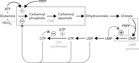 Identify the error in the diagram of the regulation of flux through the pyrimidine biosynthetic pathway shown below.
