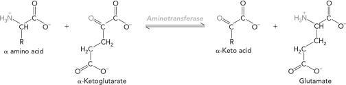 <strong>What would the products be for the reaction below? </strong> A) \alpha -keto acid and glutamate B) oxaloacetate and glutamate C) pyruvate and glutamate D) histidine and glutamate