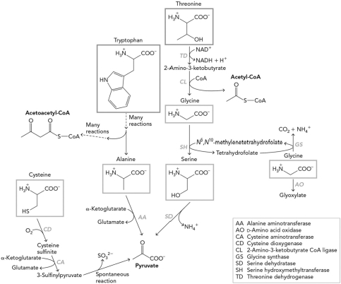 <strong>Using the figure below, determine which of the following is NOT a final product from group 1 amino acid degradation. </strong> A) glycine B) pyruvate C) acetoacetyl-CoA D) acetyl-CoA