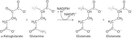 Using the figure below, illustrate the two final products and identify the amino group on glutamine that gets transferred.