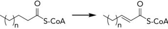 <strong>Which cofactor is utilized in the following fatty acid oxidation reaction? </strong> A) ATP B) NAD<sup>+</sup> C) FAD D) NADP<sup>+</sup>