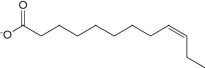 <strong>The following fatty acid __________ be metabolized by _. </strong> A) will; being run through the \beta -oxidation pathway until the double bond is isomerized for the pathway to continue B) will not; not being recognized by \beta -oxidation pathway enzymes C) will not; entering the pathway as normal but eventually inhibiting the enzymes D) will; being run through the \beta -oxidation pathway as normal
