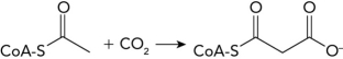 <strong>What enzyme catalyzes the following reaction in the first step of fatty acid synthesis? </strong> A) fatty acyl-CoA synthetase B) acetyl-CoA carboxylase C) fatty acid synthase D) fatty acyl-CoA dehydrogenase