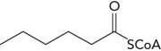 Starting from the 6C fatty acyl-CoA molecule shown below, draw the reactants and products, including all cofactors used for one round of the \beta -oxidation pathway and list the enzyme types involved in each step.