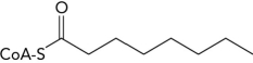 Start with the following molecule. (A) Write the balanced equation for the products formed from its complete oxidation in the \beta -oxidation pathway and (B) show how many ATPs would be obtained from the complete metabolism of those products.