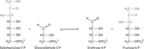 <strong>Which enzyme class catalyzes the following pentose phosphate pathway reaction? </strong> A) lyase B) transferase C) oxidoreductase D) isomerase