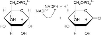 <strong>Which enzyme class catalyzes the following pentose phosphate pathway reaction (note that there may be some missing reactants and products)? </strong> A) lyase B) isomerase C) transferase D) oxidoreductase