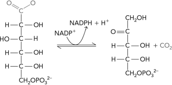 <strong>Which enzyme in the pentose phosphate pathway catalyzes the following reaction? </strong> A) glucose-6-phosphate dehydrogenase B) transaldolase C) 6-phosphogluconate dehydrogenase D) ribulose-5-phosphate epimerase