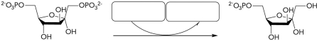 <strong>What molecules are missing from boxes in the gluconeogenesis reaction shown below? </strong> A) Ser-P<sub>i</sub>; Ser-P<sub>i</sub> B) H<sub>2</sub>O; P<sub>i</sub> C) ADP; ATP D) ATP; ADP